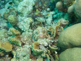 Find the Scorpionfish IMG 5480
